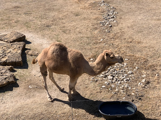 Zoo «Frank Buck Zoo», reviews and photos, 1000 W California St, Gainesville, TX 76240, USA