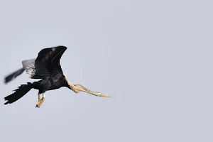 MUNDERI KADAVU BIRD SANCTUARY image