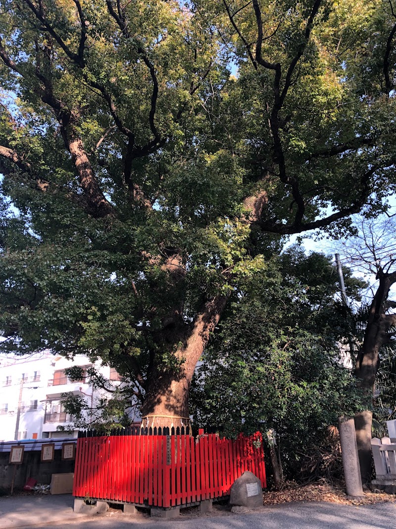 石田神社のクスノキ(東大阪市指定保存樹)