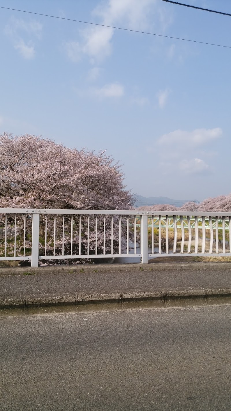 頓田川河川敷の桜