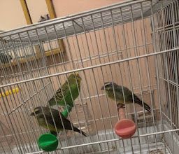 Antik Masque Homz (House 2A) photo