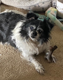 Lex's In Home Pet Services - Photo 6 - Car repair in , Glendale