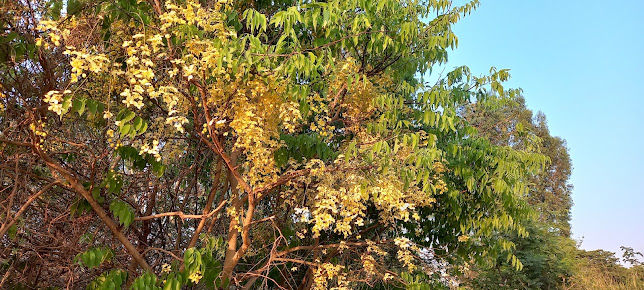 Google Maps image 26