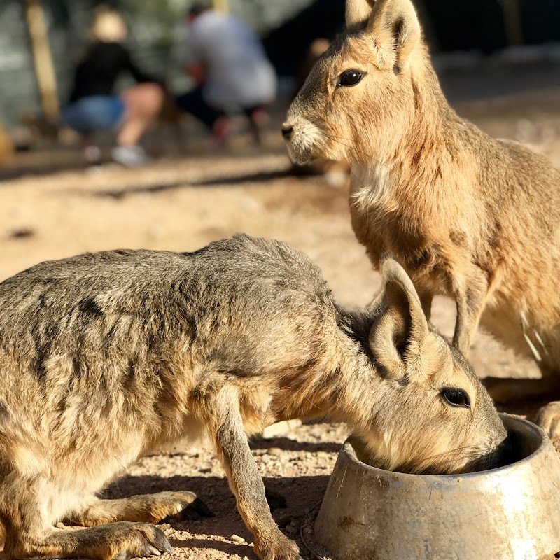 Tucson Petting Zoo and Funny Foot Farm