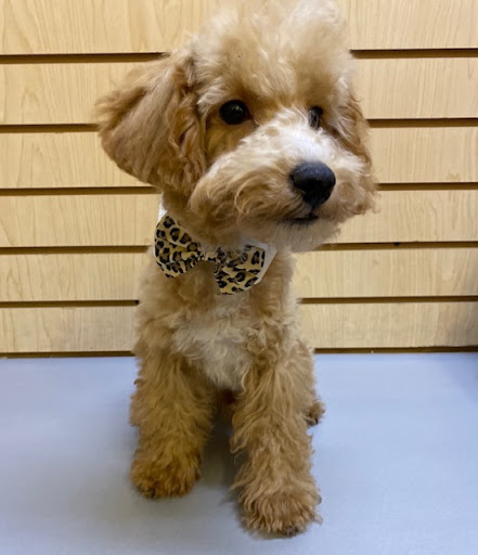 Pet Store «Pet Express», reviews and photos, 100 Independence Way, Danvers, MA 01923, USA