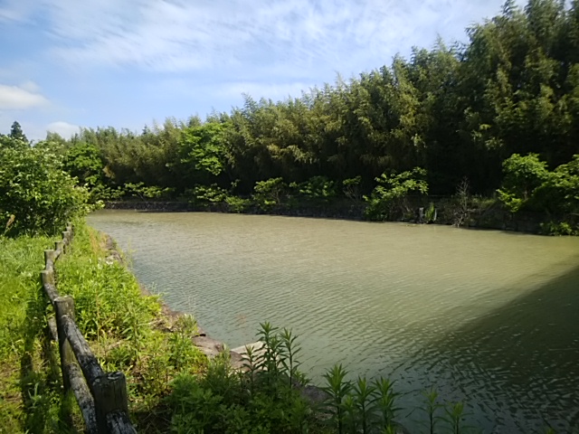 竹鳩池