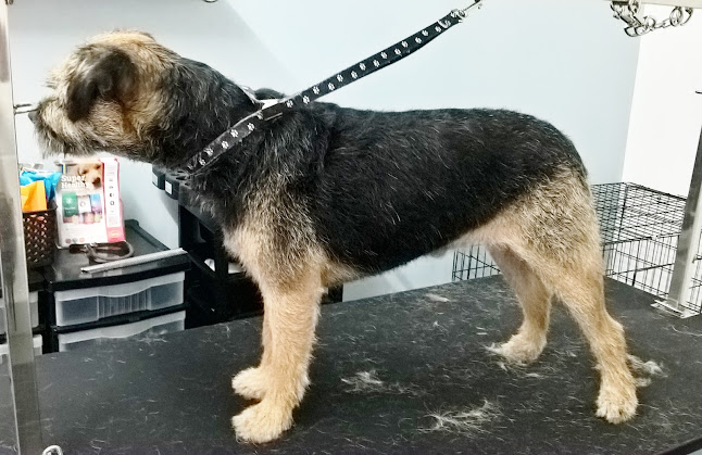 Reviews of The Dog Yard Professional Grooming in Bedford - Dog trainer