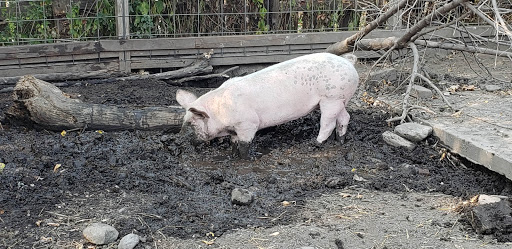 Museum «Gibbs Farm», reviews and photos, 2097 Larpenteur Ave W, St Paul, MN 55113, USA