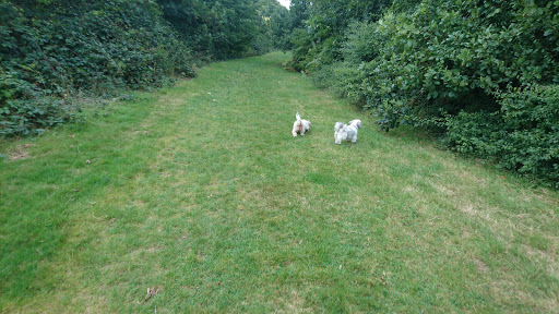 Ernesettle Community Orchard