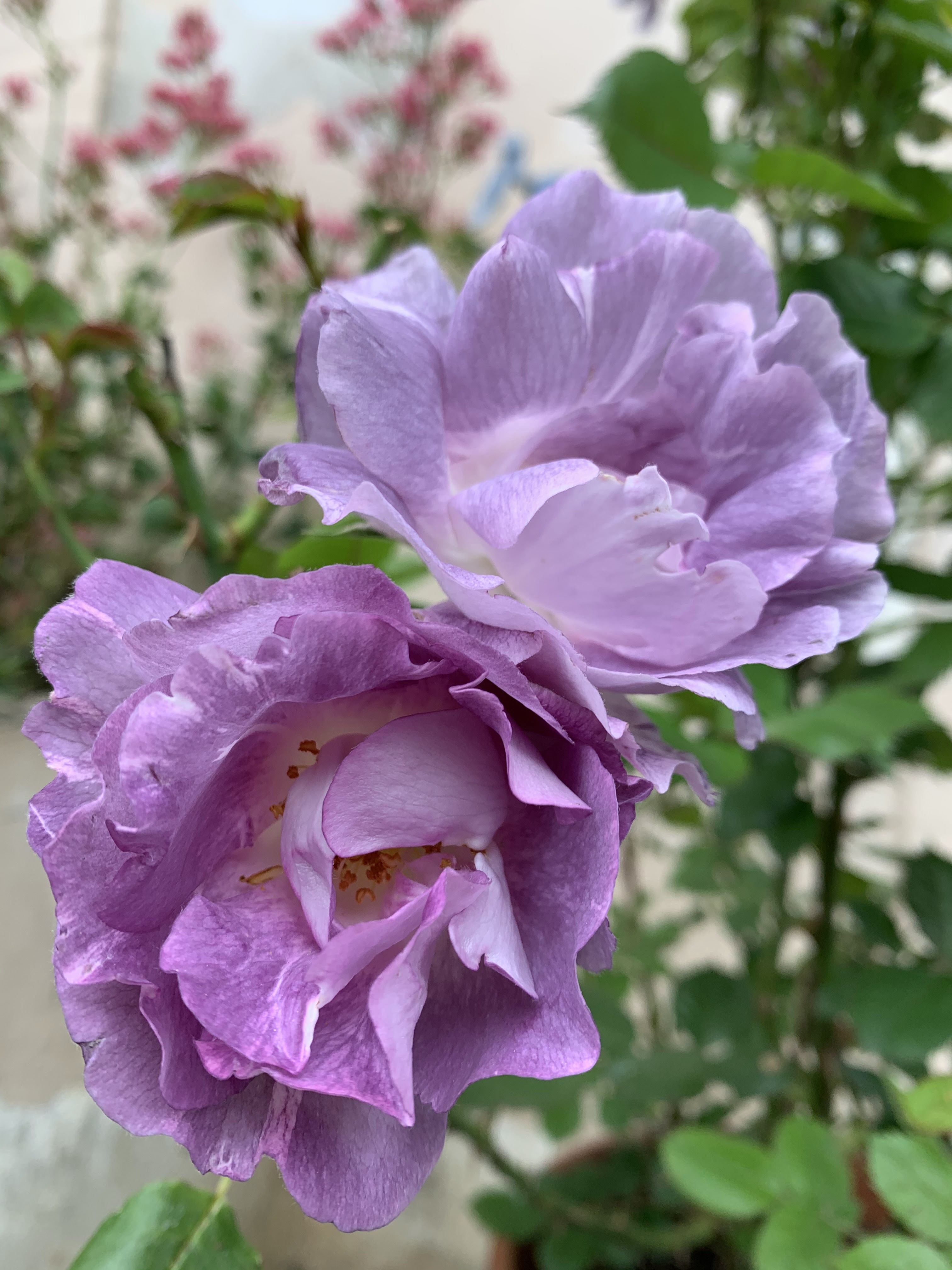 Photo n° 8 de l'avis de Jose.a fait le 01/05/2020 à 08:36