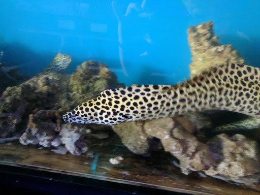 Tropical Fish Store «AquaTerra», reviews and photos, 8492 Gravenstein Hwy, Cotati, CA 94931, USA