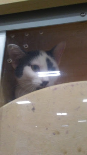 Pet Supply Store «PetSmart», reviews and photos, 139 Radio Dr, Stroudsburg, PA 18360, USA