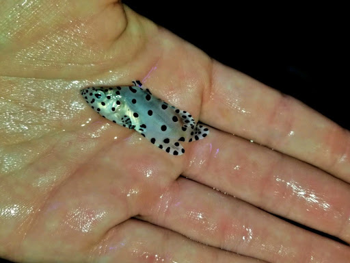 Tropical Fish Store «Aquarium Artisans», reviews and photos, 8005 Plainfield Rd #11, Cincinnati, OH 45236, USA