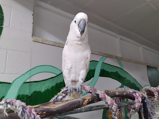 Bird Shop «Arizona Bird Store», reviews and photos, 565 S Dobson Rd, Mesa, AZ 85202, USA