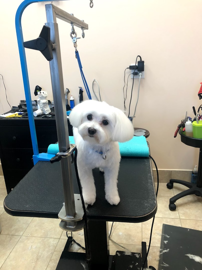 Bliss Dog Grooming LLC