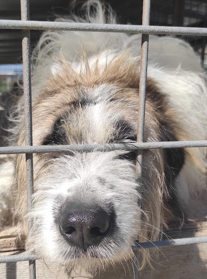 Общински приют за кучета на Екоравновесие
