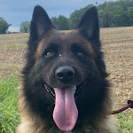 Photo n° 1 de l'avis de Leslie.a fait le 02/11/2023 à 13:28 pour Elevage et pension canine du Bois Blanc Val (SARL Des Cotes Noires) à Moëslains