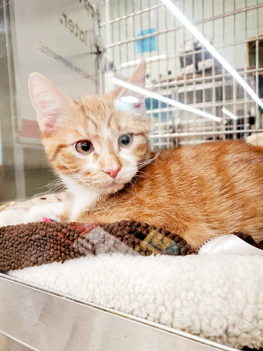 Pet Supply Store «PetSmart», reviews and photos, 10 Traders Way, Salem, MA 01970, USA