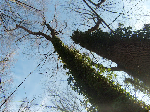 Historical Place «Hadrosaurus Foulki Leidy Site», reviews and photos, Maple Ave, Haddonfield, NJ 08033, USA