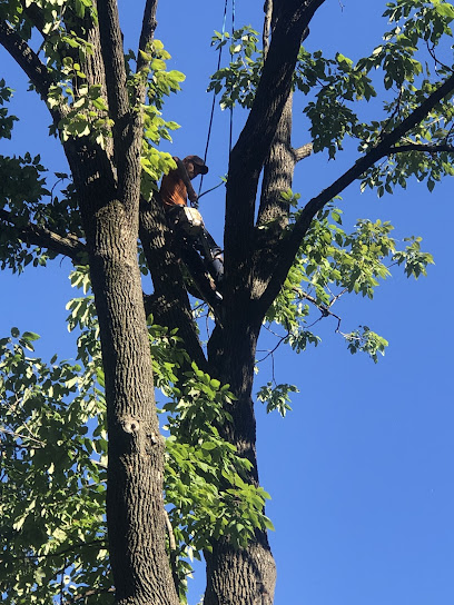 Country Tree service