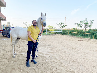 Al-Rashed Stud مربط الراشد للخيول العربيه الاصيله