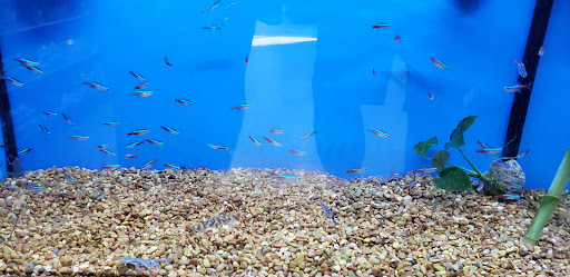 Pet Supply Store «Petco Animal Supplies», reviews and photos, 825 Hartford Turnpike, Waterford, CT 06385, USA