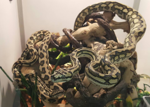 Pet Store «Species Pet Supply», reviews and photos, 1935 W Brandon Blvd, Brandon, FL 33511, USA