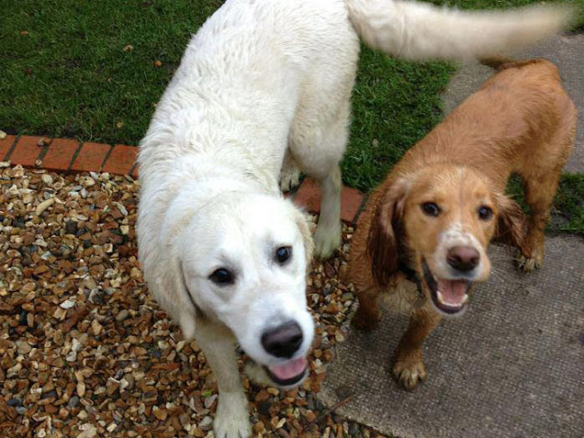 Mucky-Paws Dog Walking & Pet Care - Warrington