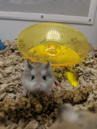 Pet Supply Store «Petco Animal Supplies», reviews and photos, 5631 Grove Blvd, Hoover, AL 35226, USA