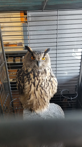 Pet Store «Wildside Pets», reviews and photos, 1042 N Higley Rd #105, Mesa, AZ 85205, USA