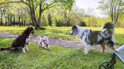Dico Dog Education et comportement canins à Fressines