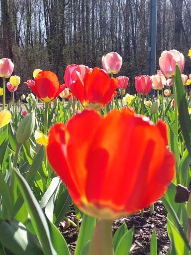 Preschool «The Goddard School», reviews and photos, 509 E Winchester Blvd, Collierville, TN 38017, USA