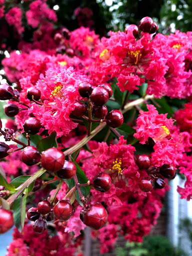 Florist «Ultima Florals», reviews and photos, 81-02 37th Ave, Jackson Heights, NY 11372, USA