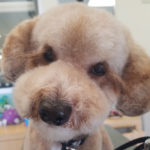 Pet Supply Store «Petco Animal Supplies», reviews and photos, 4207 Elverta Rd, Antelope, CA 95843, USA