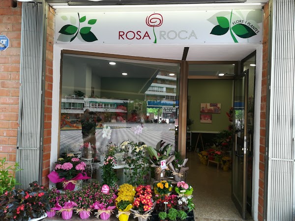 Rosa Roca flors i plantas