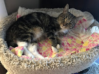 The Purr-fect Nanny - Photo 8 - Car repair in , Mission Viejo