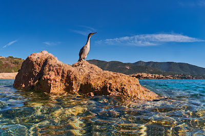 Plage à Vico
