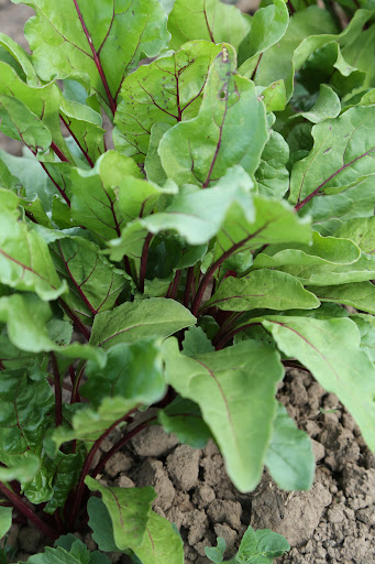 Produce Market «B&P Hitz Fruit Farm (Apples N Produce)», reviews and photos, 14070 Wilco Hwy NE, Woodburn, OR 97071, USA