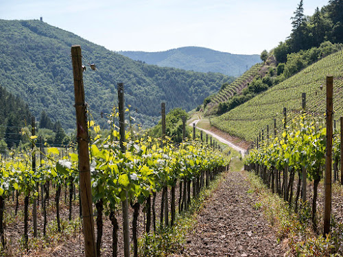 Caviste QuaidesVignes Roubaix