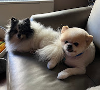 Christina's Dog Walking - Photo 5 - Car repair in , Queens