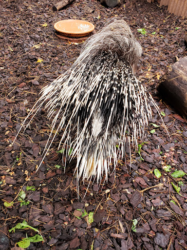 Farm «Wild Hearts Zoo - African Farm and Petting Zoo», reviews and photos, 8079 Salem Rd, Lewisburg, OH 45338, USA