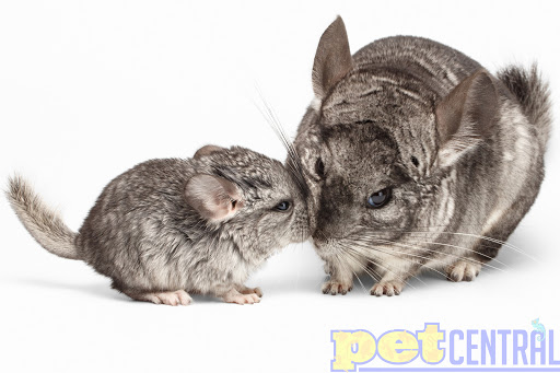 Pet Store «Pet Central», reviews and photos, 1200 Smallhouse Rd, Bowling Green, KY 42104, USA