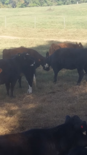 Farm «Warbington Farms (U-Pick Strawberries)», reviews and photos, 5555 Crow Rd, Cumming, GA 30041, USA