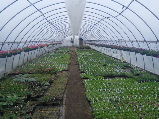 Florist «Pletschers», reviews and photos, 641 Old Hwy 8 SW, New Brighton, MN 55112, USA