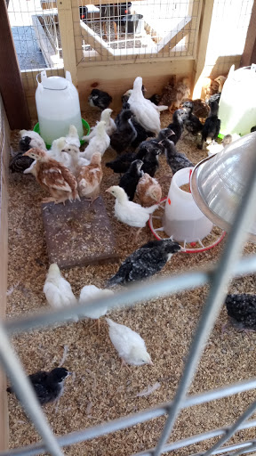 Animal Feed Store «Farmers Feed & Pet Supply», reviews and photos, 1302 E Miner Ave, Stockton, CA 95205, USA