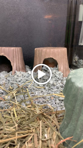 Pet Supply Store «PetSmart», reviews and photos, 20530 E 13 Mile Rd, Roseville, MI 48066, USA