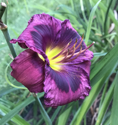 Ogden Station Daylilies