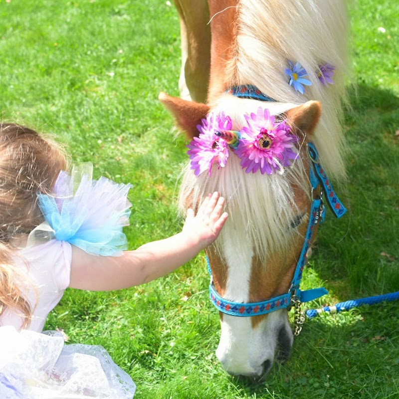 Blazing Saddles Pony Parties & Petting Zoo