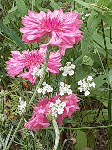 Park «River Legacy Parks», reviews and photos, 701 NE Green Oaks Blvd, Arlington, TX 76006, USA