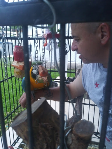 Bird Shop «Gallegos Pet Shop», reviews and photos, 3131 W 80th St, Hialeah, FL 33018, USA